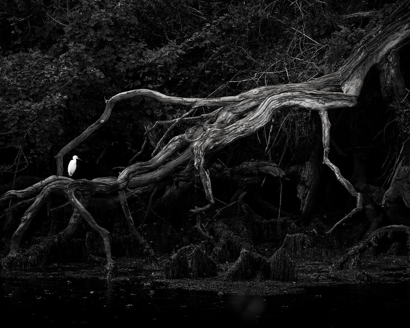 A little egret perched on a dead branch next to a river, its white plumage contrasting with the dark bark and water.