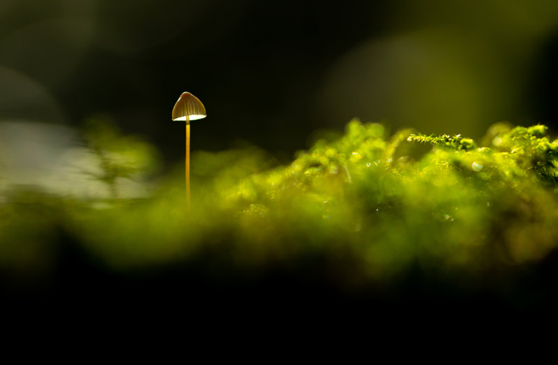 A close-up photograph of a backlit mushroom growing amidst a bed of moss. The mushroom's cap is illuminated by a soft light, while the surrounding moss is in shadow. The image is a study in contrasts, with the bright, delicate mushroom set against the dark, textured moss. The overall effect is one of beauty and mystery.