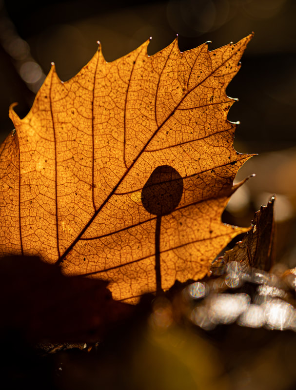 A close-up photograph of a mushroom silhouette against the backdrop of a lit-up orange autumn leaf. The mushroom's delicate form is outlined in sharp contrast against the radiant glow of the leaf. The image is a study in contrasts, with the delicate mushroom juxtaposed against the vibrant leaf. The overall effect is one of beauty and wonder.