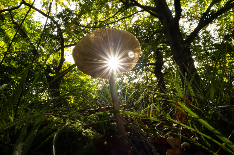 A close-up photo of a wide-angle mushroom in a woodland setting, with sun rays beaming through a hole in its cap. The mushroom is brightly colored and has intricate details.