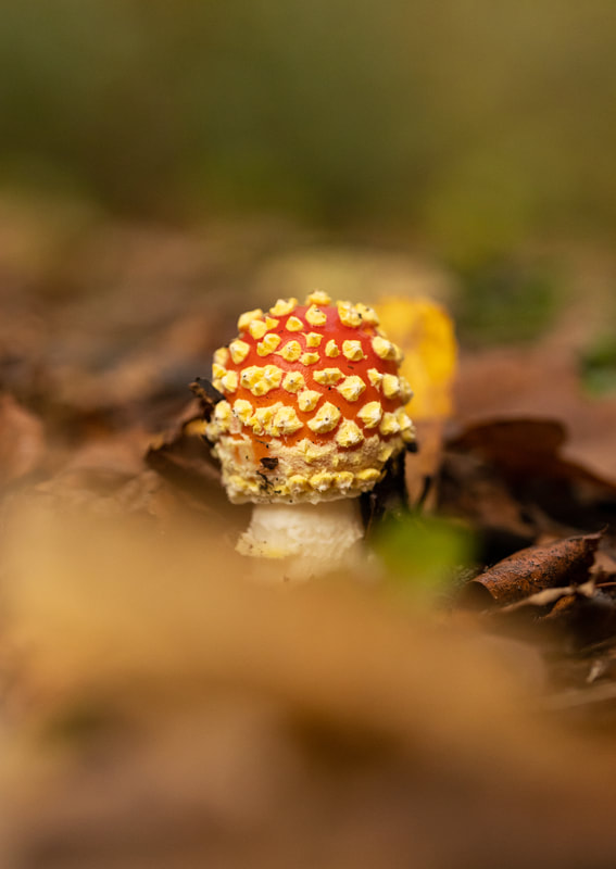 A close-up photograph of a small fly agaric emerging from the forest floor. The mushroom's vibrant red cap and white spots are clearly visible. The image is a study in color and texture, with the bright, vibrant mushroom contrasting against the dark, earthy background. The overall effect is one of beauty and wonder.