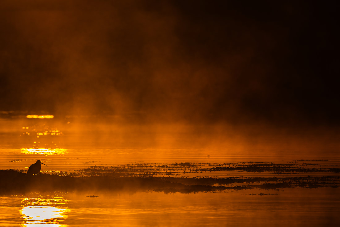 A silhouette of a curlew at dawn amongst the orange mist looking into the shadows.