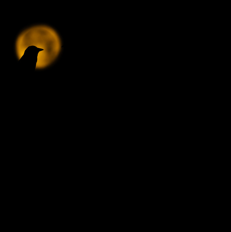 Blackbird against the moonlight before dawn (bird photography)