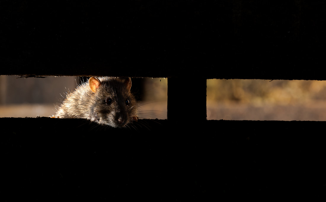 Backlit photo of a brown rat and its white whiskers in a compost heap (wildlife photography)