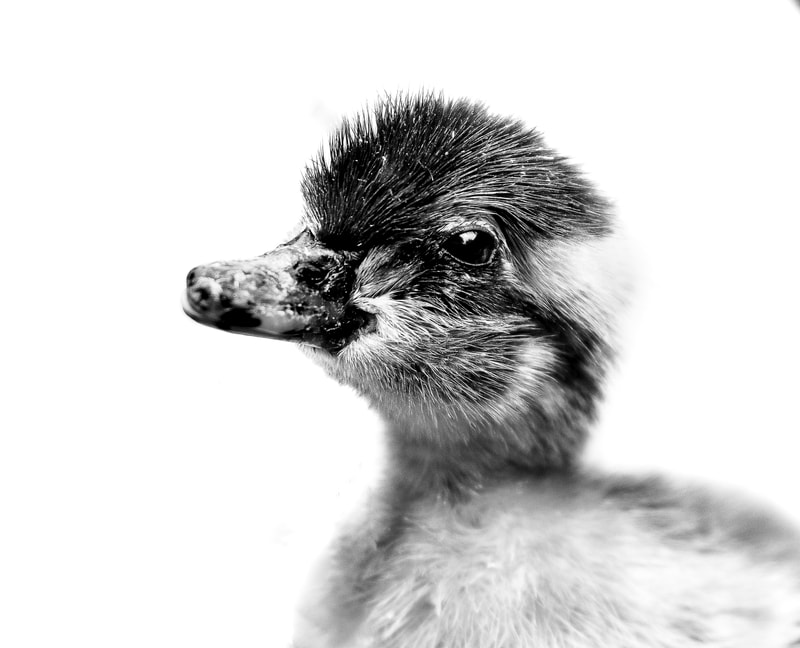 A heartwarming portrait of a baby duckling, its soft white feathers and bright eyes capturing the innocence and wonder of youth. The soft backdrop and delicate lighting create a sense of serenity, while the sharp focus on the duckling's face reveals its expressive features. This enchanting image is a testament to the beauty and vulnerability of nature's youngest creatures.