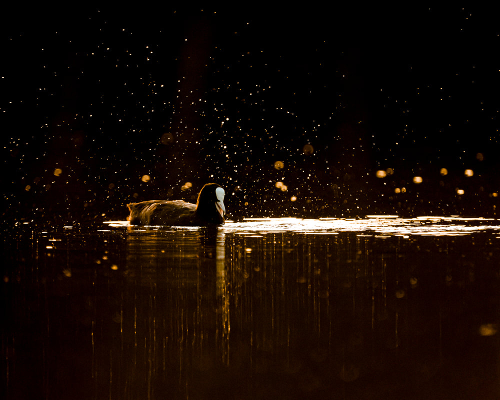 a coot swimming at  sunset (bird photography)
