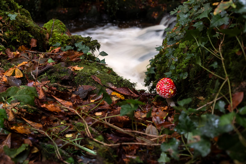 fly agaric mushroom, nature's iconic red and white spotted fungus, flourishing amidst the tranquil backdrop of a river and lush forest