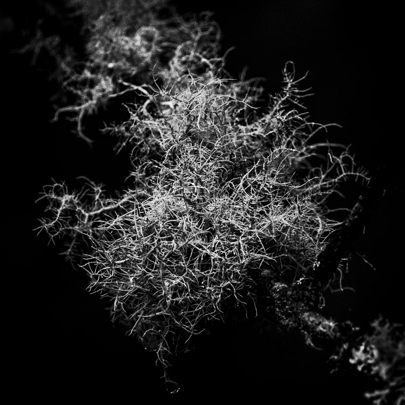 A mesmerizing black and white photo of bearded lichen growing on a branch, its delicate strands cascading downwards in a symphony of texture and form. The sharp focus on the lichen's intricate details reveals its otherworldly beauty, while the stark contrast of black and white highlights its delicate form. 