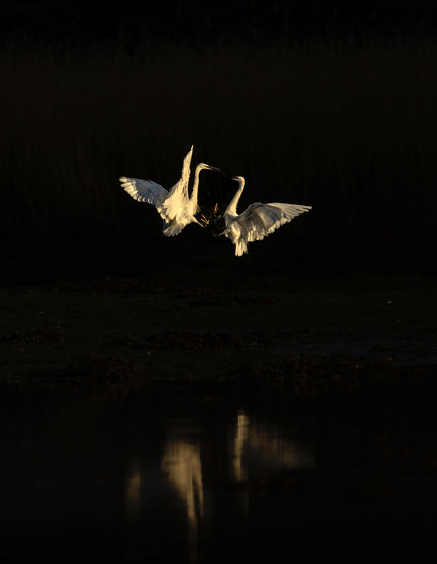 dramatic underexposed wildlife image of two white little egrets fighting in flight 