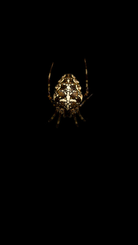Close up underexposed portrait of a Garden Orb Weaver Spider in the Shadows 