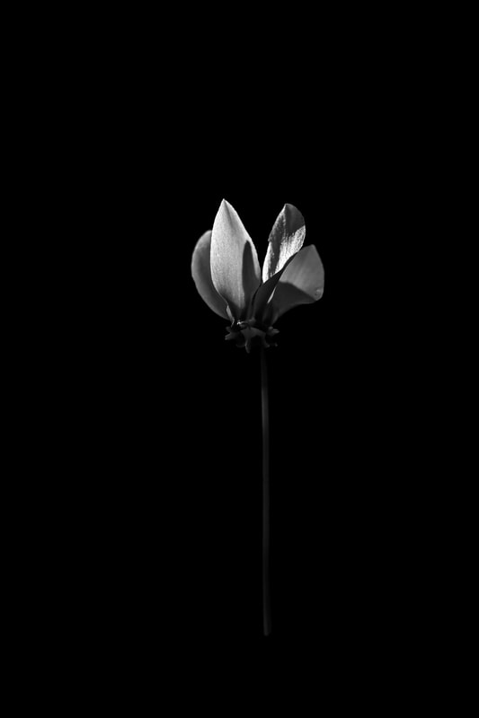 A close up underexposed black and white photo of a cyclamen 