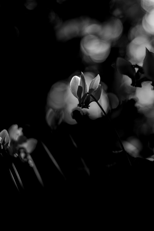 An underexposed backlit photo of a cyclamen in black and white