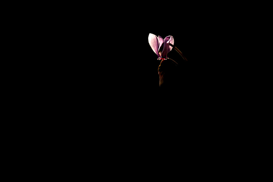 An underexposed backlit photo of a cyclamen 