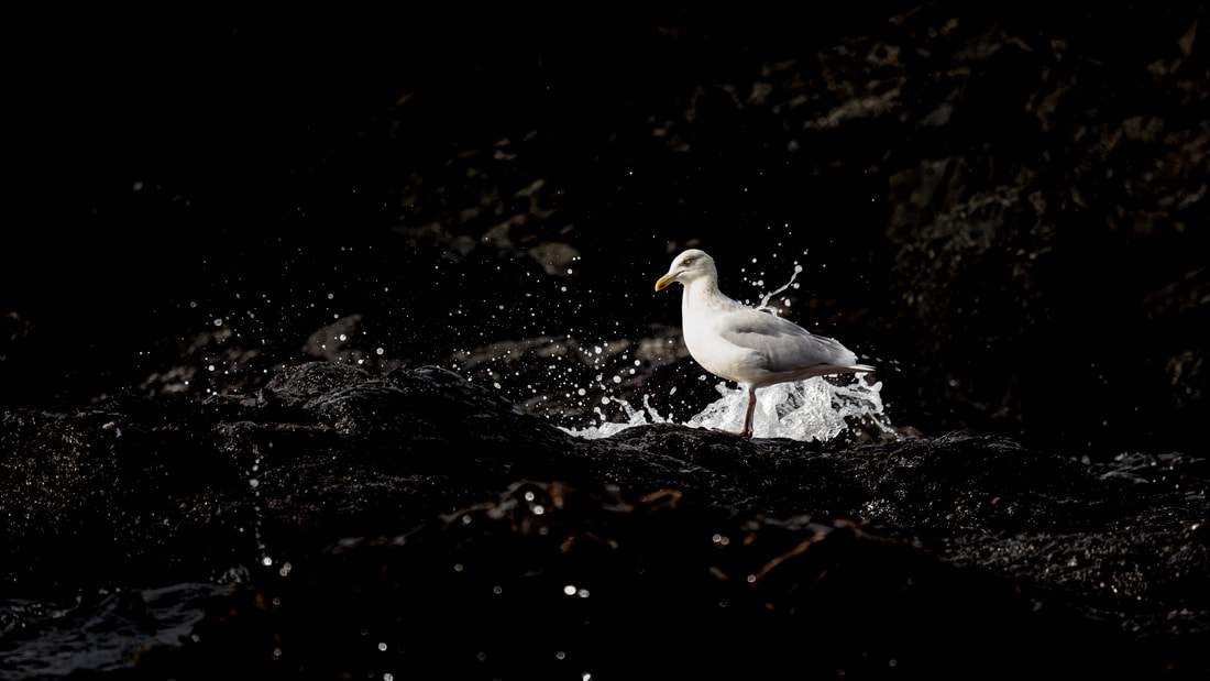 A underexposed bird photo of a herring gull amongst the waves 
