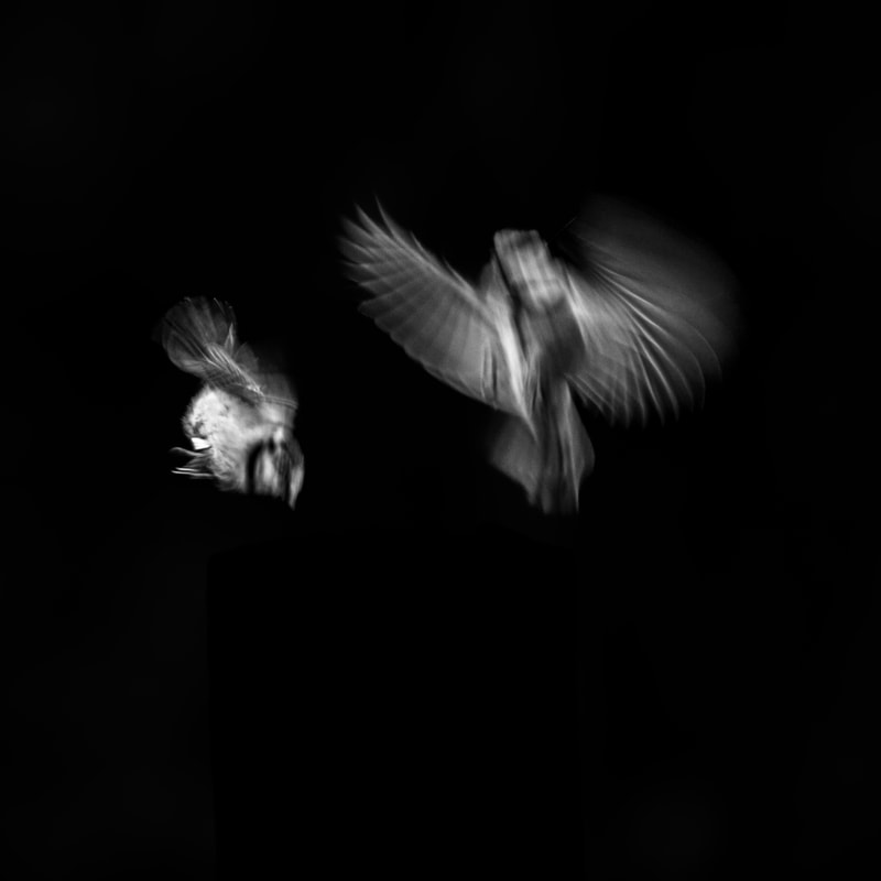 black and white fine art bird photo of two birds in flight (motion blur)