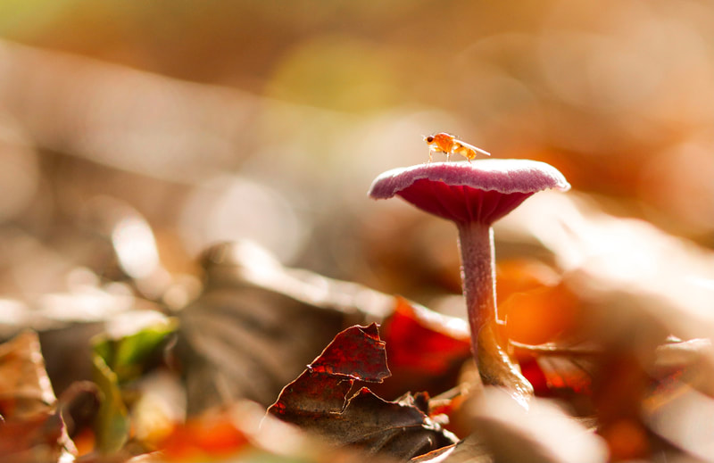A close-up photograph of an amethyst deceiver mushroom growing amongst a bed of autumn leaves, with a small fly basking on its cap. The mushroom's cap is a deep shade of purple, and its gills and stem are clearly visible. The image is a study in color and texture, with the vibrant mushroom set against the muted tones of the leaves. The overall effect is one of beauty and mystery. 