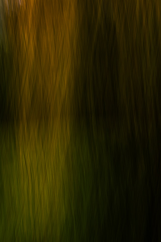 abstract nature photo: Long exposure techniques blur the boundaries between trees, creating a tapestry of lines that dance across the canvas.