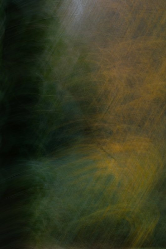 abstract nature photo: Long exposure techniques blur the boundaries between trees, creating a tapestry of lines that dance across the canvas.