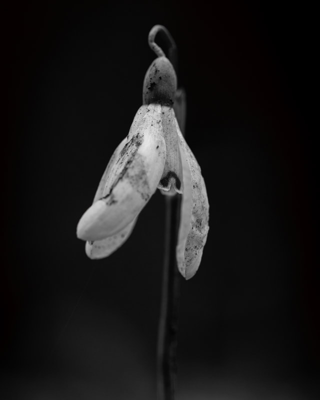 A close up black and white portrait of a broken snowdrop  