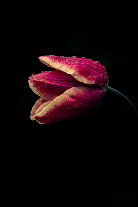 A close underexposed low-key photo of a red tulip after a rain shower 