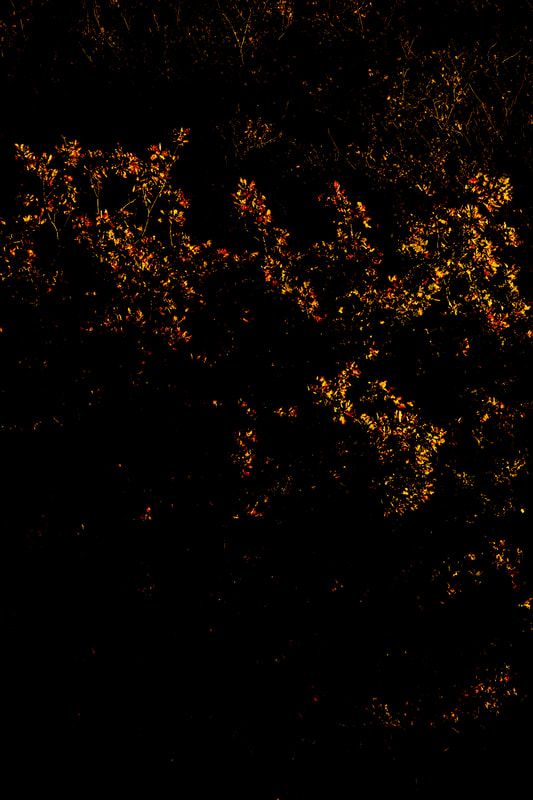 Underexposed nature portrait of golden leaves at sunrise in autumn 