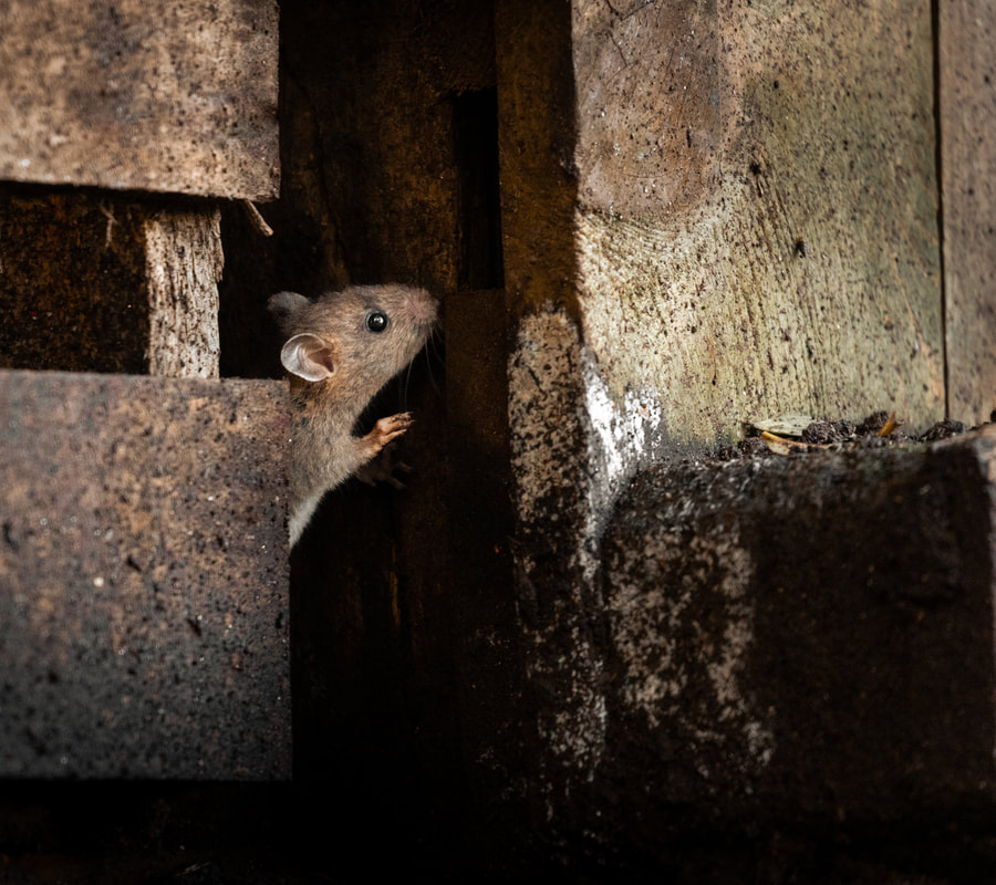 A close-up photo of a rat with brown fur climbing up a pile of compost.