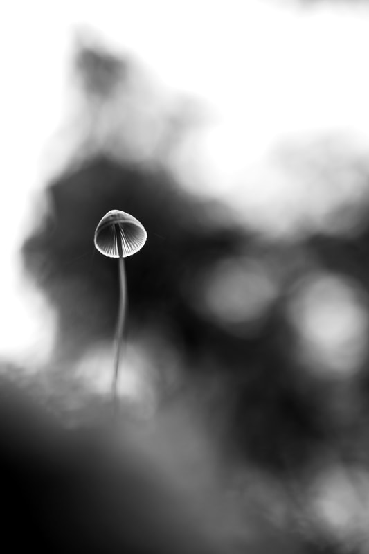 A captivating black and white photo of a small mushroom, its delicate cap and slender stem emerging from the forest floor. The sharp focus on the mushroom's intricate details reveals its unique beauty, while the stark contrast of black and white highlights its delicate form. This enchanting image is a testament to the wonder and diversity of nature's smallest creations.