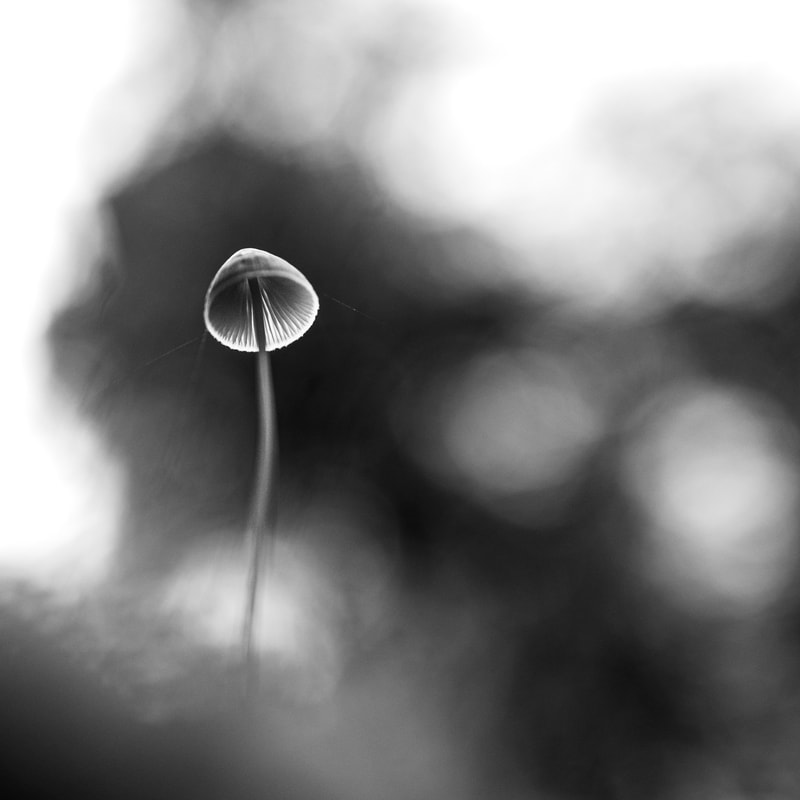 A wide-angle black and white portrait of a small mushroom. The mushroom is captured in sharp detail, with its delicate form and intricate textures highlighted by the play of light and shadow. The minimalist composition and monochromatic palette create a sophisticated and artistic effect.
