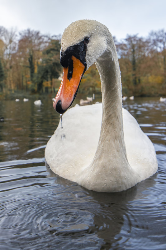 Wide angle lens swan portrait 