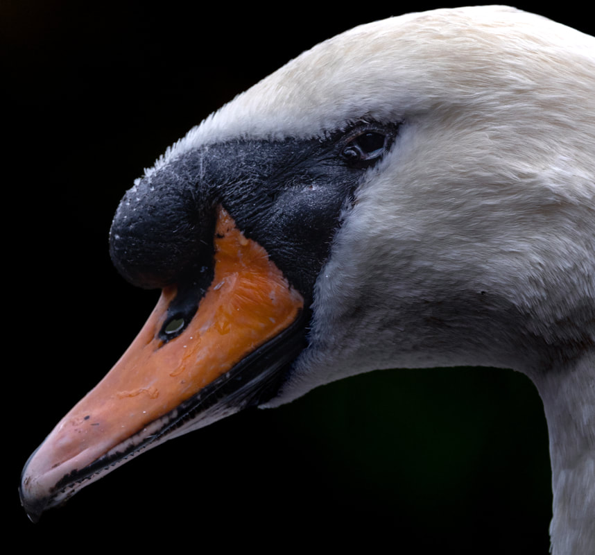 A close-up view of a swan's elegant neck and head, its feathers glistening with a touch of iridescence.