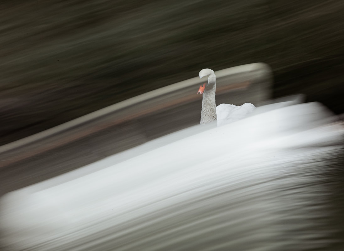 multiple exposure swan photo 