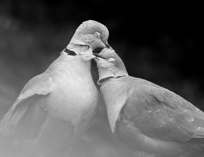 A captivating portrait of two doves sharing a gentle kiss, their beaks intertwined in a symbol of love and devotion. The soft hues of white and gray create a sense of serenity, while the sharp focus on the doves' eyes captures their deep connection. This enchanting image is a testament to the beauty and magic of nature's love stories.