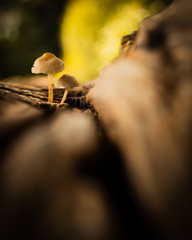 A close-up image of two mushrooms growing on a decaying oak log. The mushrooms are highlighted by the leading lines of the log's cracks.