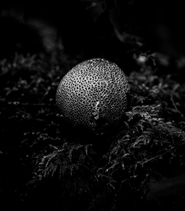 A black and white portrait of a puffball mushroom, emphasizing the texture. The mushroom is captured in sharp detail, with its smooth, bulbous form contrasting with the rough, cracked surface. The minimalist composition and monochromatic palette create a sophisticated and artistic effect.